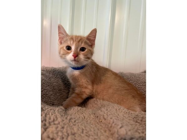 Adopt a Pet Cat CAT Male Orange and white 15926 Petland Chillicothe, Ohio