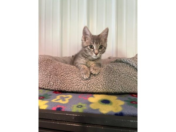 Adopt a Pet Cat-CAT-Male-Gray stripe-15899-Petland Chillicothe, Ohio