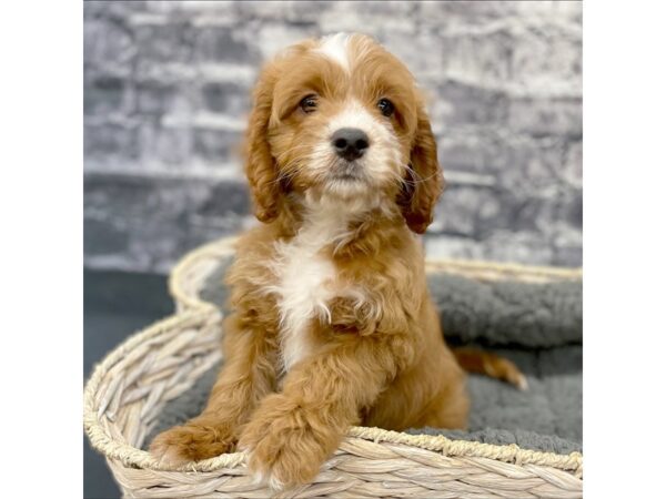 Cavapoo DOG Female red/white 15874 Petland Chillicothe, Ohio