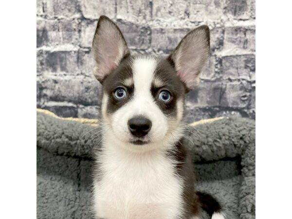 Pomsky DOG Male black/whtie 15875 Petland Chillicothe, Ohio