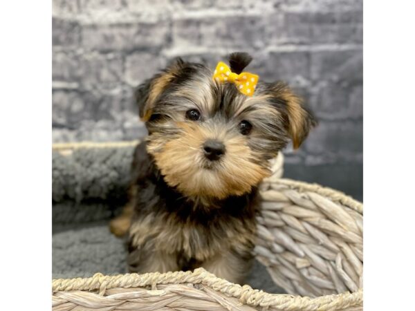 Yorkshire Terrier DOG Female Black / Tan 15865 Petland Chillicothe, Ohio