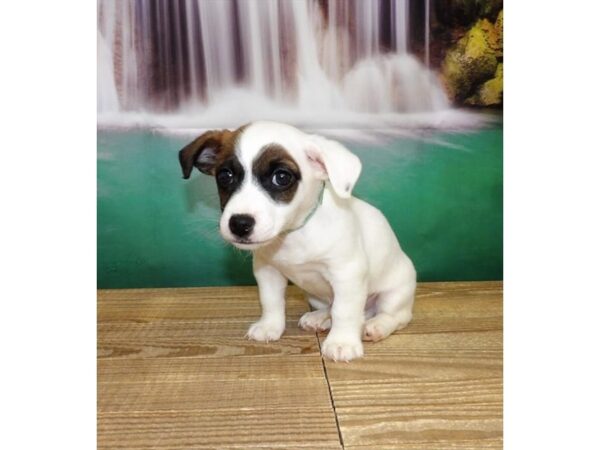 Jack Russell Terrier DOG Male Red / White 15883 Petland Chillicothe, Ohio