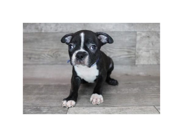 Boston Terrier DOG Female Black / White 15887 Petland Chillicothe, Ohio