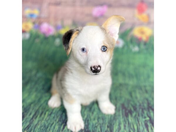 Pembroke Welsh Corgi-DOG-Male-Black/Tri-15897-Petland Chillicothe, Ohio