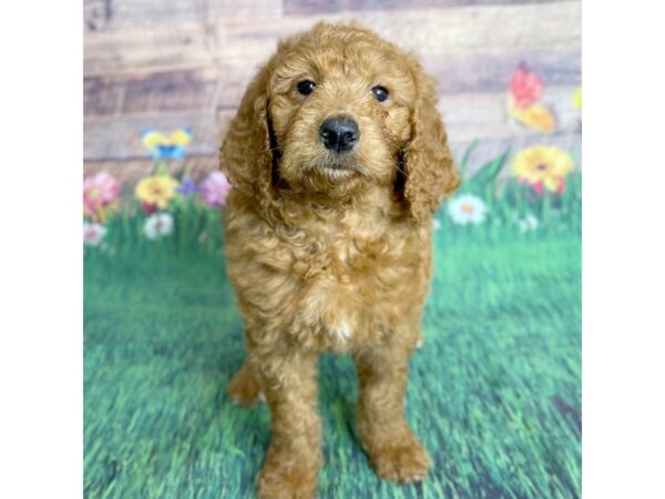 Goldendoodle Standard F1-DOG-Female-Dark Red-15896-Petland Chillicothe, Ohio