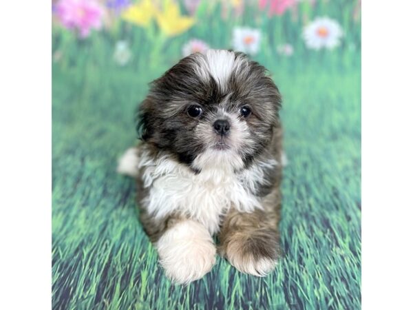 Shih Tzu DOG Male Brindle / White 15894 Petland Chillicothe, Ohio