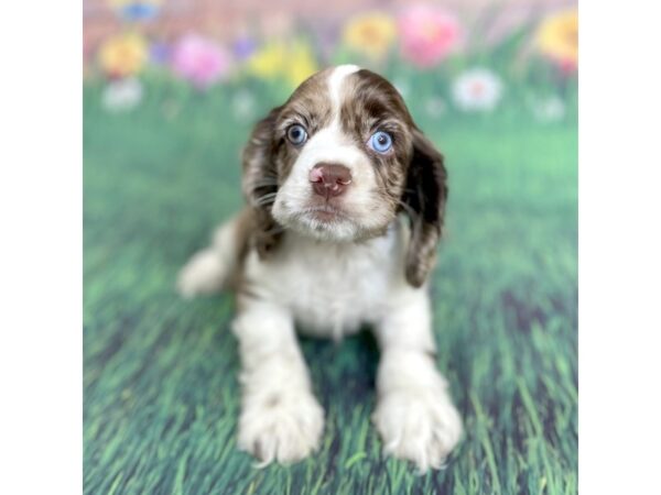 Cocker Spaniel DOG Female Chocolate Merle 15893 Petland Chillicothe, Ohio