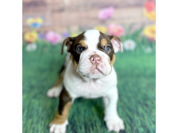 English Bulldog DOG Female Chocolate White Tan 15892 Petland Chillicothe, Ohio