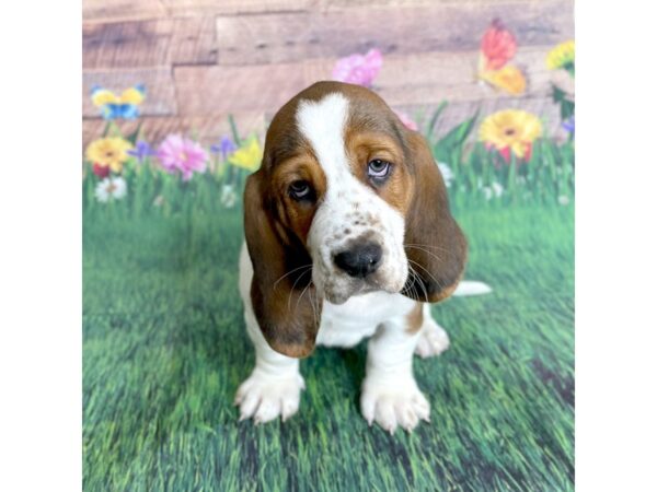 Basset Hound DOG Male Tri-Colored 15890 Petland Chillicothe, Ohio