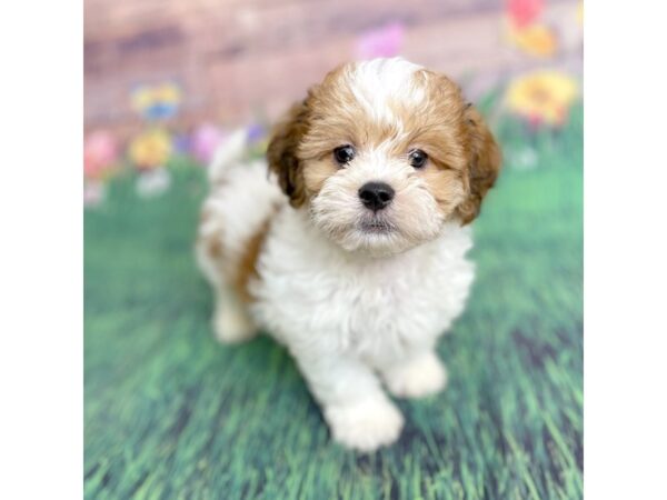 Havatzu-DOG-Male-Gold / White-15886-Petland Chillicothe, Ohio