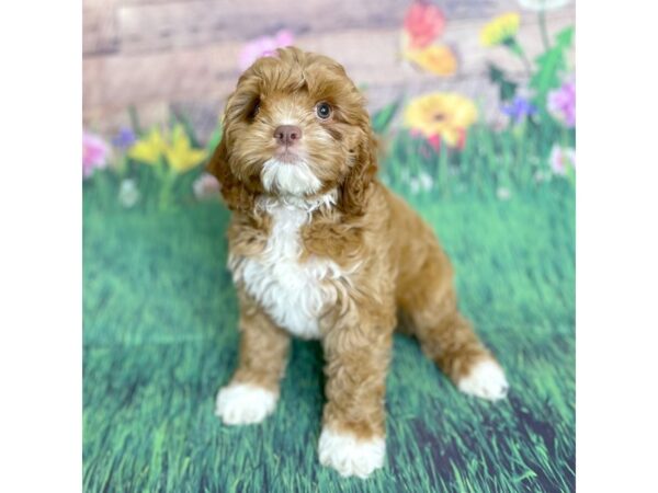 Cock A Poo-DOG-Male-Red-15885-Petland Chillicothe, Ohio