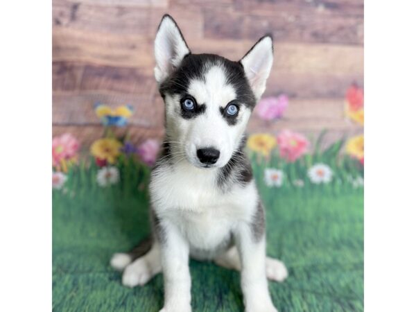 Siberian Husky DOG Female Black / White 15882 Petland Chillicothe, Ohio