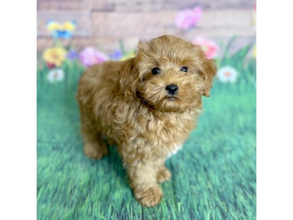 Irishdoodle Mini-DOG-Male-Red-15868-Petland Chillicothe, Ohio