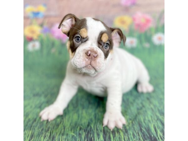 English Bulldog DOG Female Chocolate White Tan 15891 Petland Chillicothe, Ohio