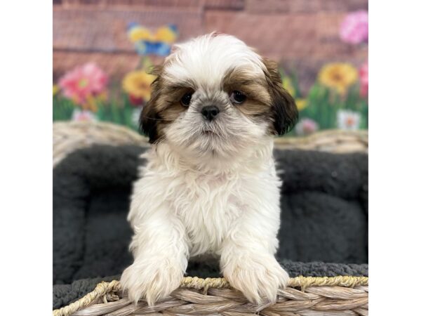 Shih Tzu DOG Male Gold / White 15907 Petland Chillicothe, Ohio