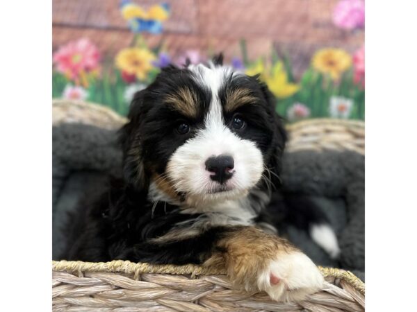 Bernedoodle Mini 2nd Gen-DOG-Male-Black White / Tan-15908-Petland Chillicothe, Ohio