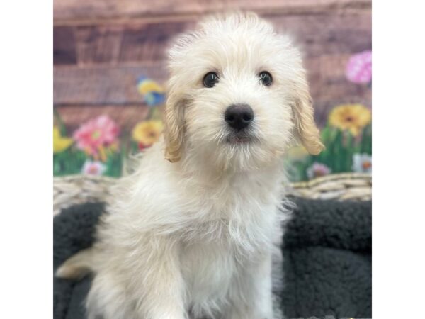 Pomskipoo DOG Male Cream 15909 Petland Chillicothe, Ohio