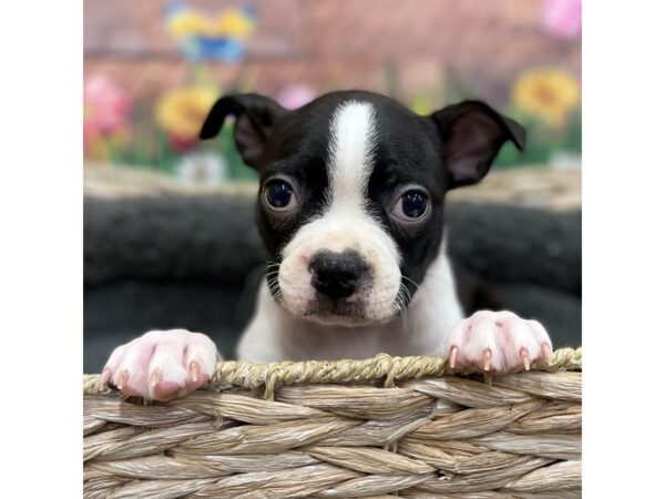 Boston Terrier DOG Male Chocolate / White 15910 Petland Chillicothe, Ohio