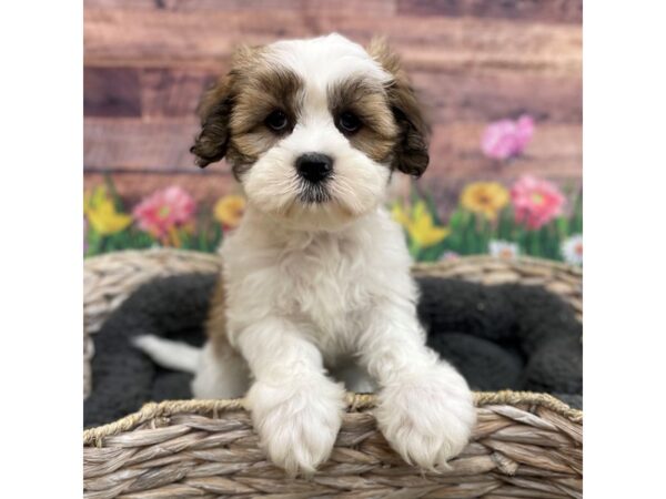 Lhasa Apso DOG Male Brown / White 15911 Petland Chillicothe, Ohio