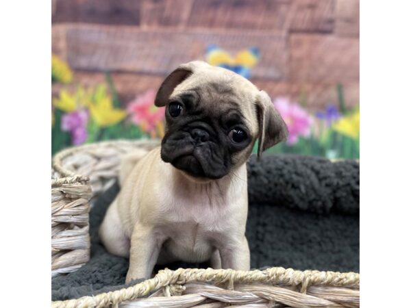 Pug DOG Female Fawn 15912 Petland Chillicothe, Ohio