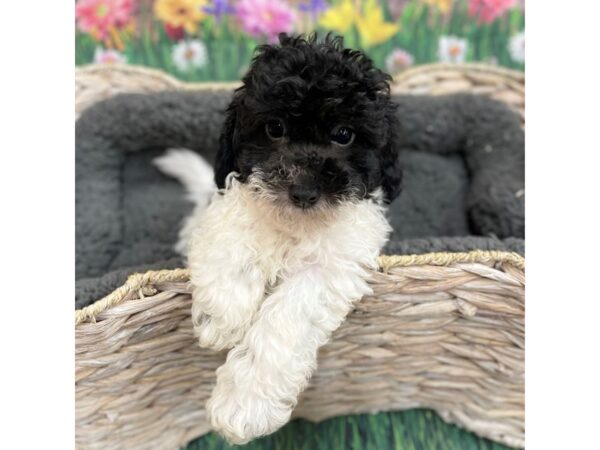 Poochon DOG Male 15923 Petland Chillicothe, Ohio