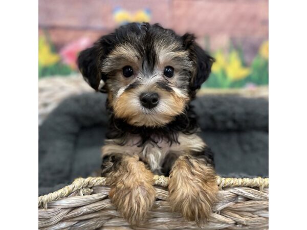 Yorkipoo DOG Male 15921 Petland Chillicothe, Ohio