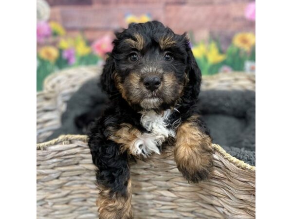 Mini Berniedoodle DOG Female 15917 Petland Chillicothe, Ohio