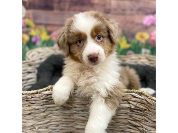 Miniature American Shepherd DOG Male Red Merle 15916 Petland Chillicothe, Ohio