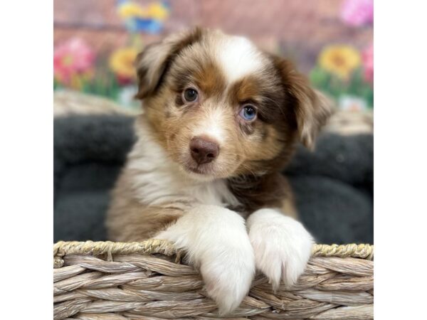 Miniature American Shepherd DOG Female Red Merle 15915 Petland Chillicothe, Ohio