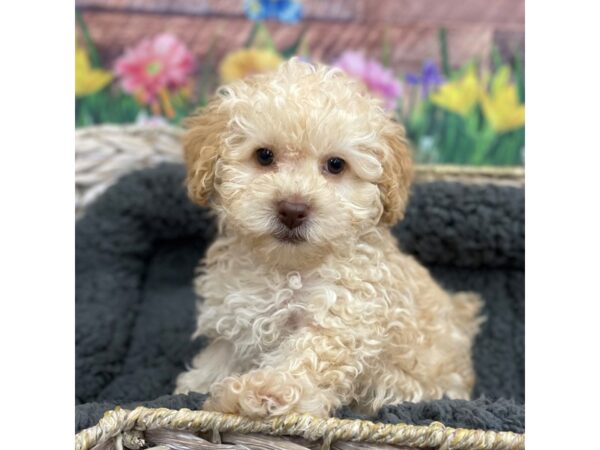 Poodle Mini-DOG-Male-Apricot-15914-Petland Chillicothe, Ohio