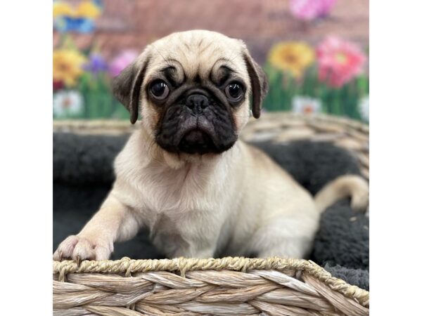 Pug DOG Male Fawn 15913 Petland Chillicothe, Ohio