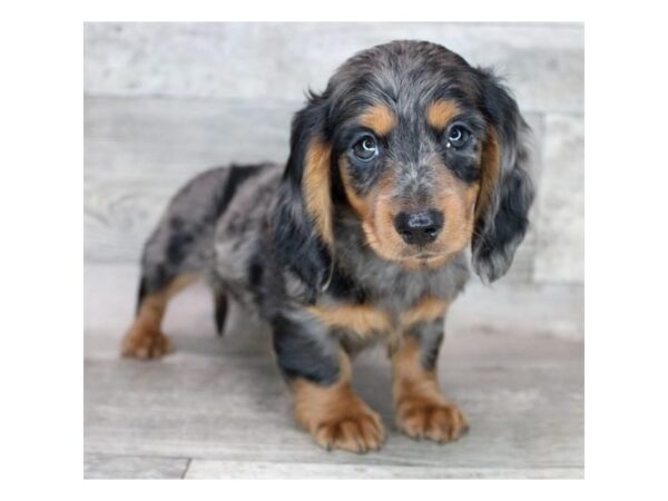 Dachshund female for sales sale