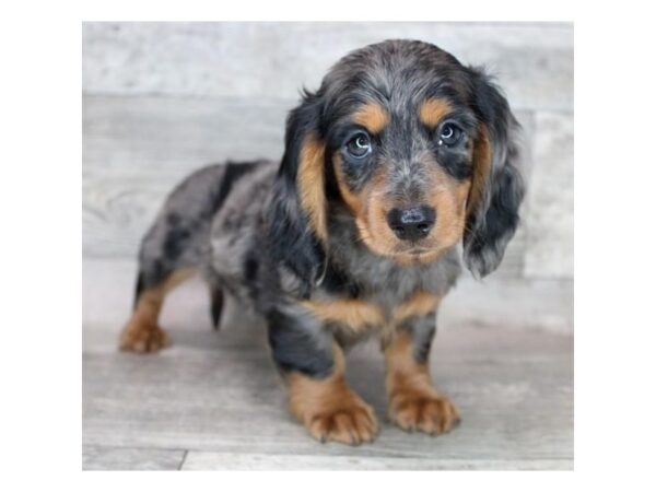 Dachshund DOG Female Black / Tan 15928 Petland Chillicothe, Ohio