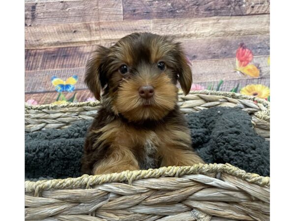 Yorkshire Terrier DOG Female Chocolate / Tan 15943 Petland Chillicothe, Ohio