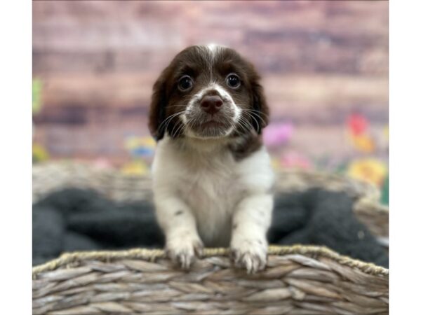 Havanese-DOG-Male-Chocolate / White-15941-Petland Chillicothe, Ohio