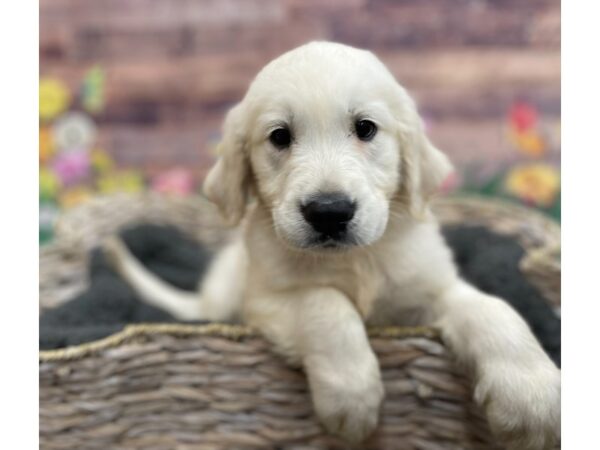 Golden Retriever DOG Male Light Golden 15940 Petland Chillicothe, Ohio