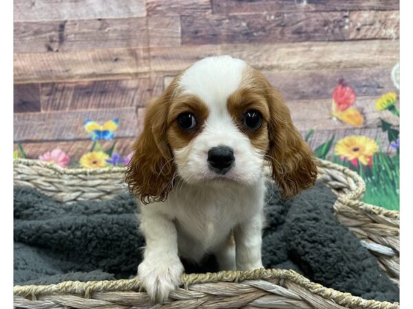 Cavalier King Charles Spaniel DOG Female Blenheim 15938 Petland Chillicothe, Ohio