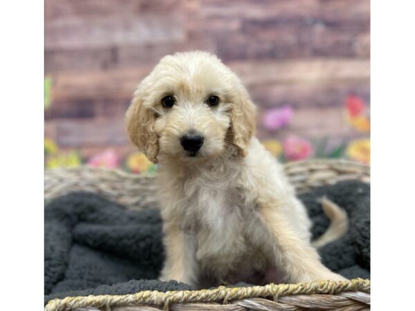 Goldendoodle-DOG-Male-Golden-15937-Petland Chillicothe, Ohio