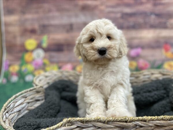 Cock A Poo-DOG-Male-Cream-15935-Petland Chillicothe, Ohio