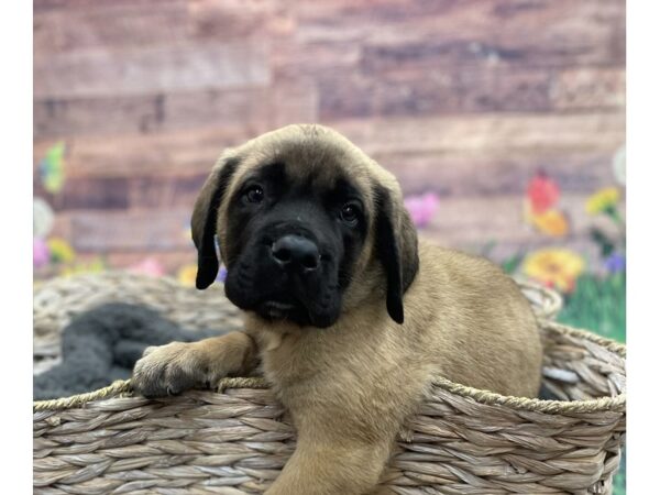 Mastiff DOG Male Fawn 15933 Petland Chillicothe, Ohio