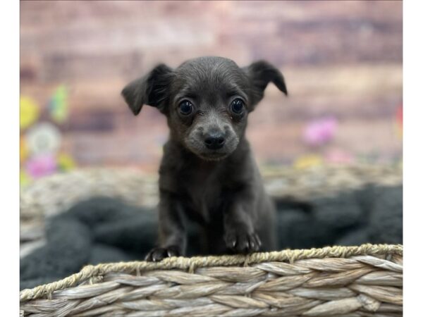 Chihuahua DOG Female Blue 15932 Petland Chillicothe, Ohio