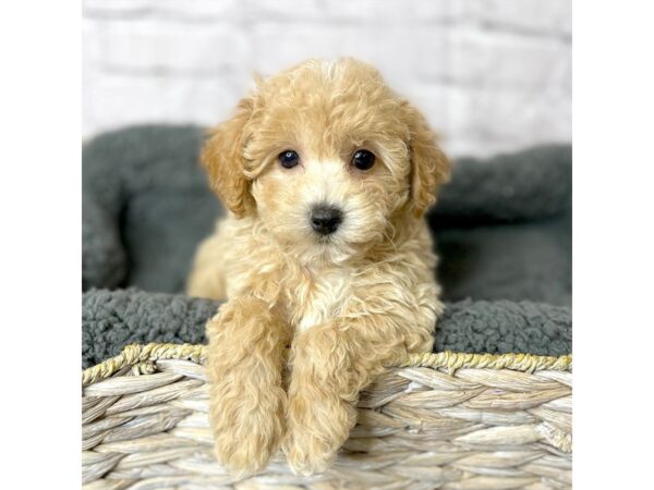 Maltipoo-DOG-Female-Apricot-15959-Petland Chillicothe, Ohio