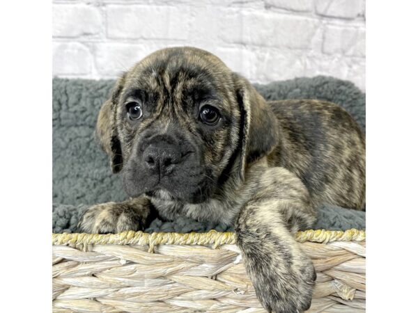 Bulldog Puggle (English Bulldog/Puggle-DOG-Male-Brindle-15958-Petland Chillicothe, Ohio