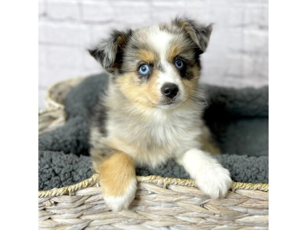 Toy Australian Shepherd DOG Male Blue Merle 15957 Petland Chillicothe, Ohio