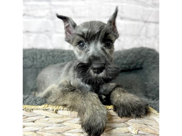 Miniature Schnauzer DOG Female Salt / Pepper 15956 Petland Chillicothe, Ohio