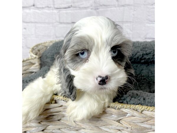 Cocker Spaniel-DOG-Male-Blue Merle-15955-Petland Chillicothe, Ohio