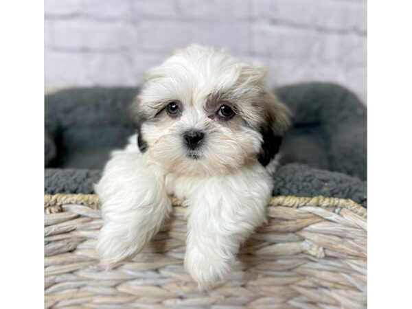 Teddy Bear DOG Male Brown / White 15951 Petland Chillicothe, Ohio