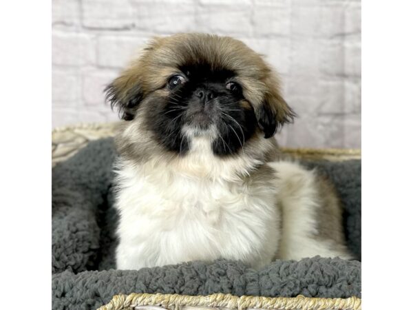 Pekingese DOG Female Fawn Sable 15949 Petland Chillicothe, Ohio