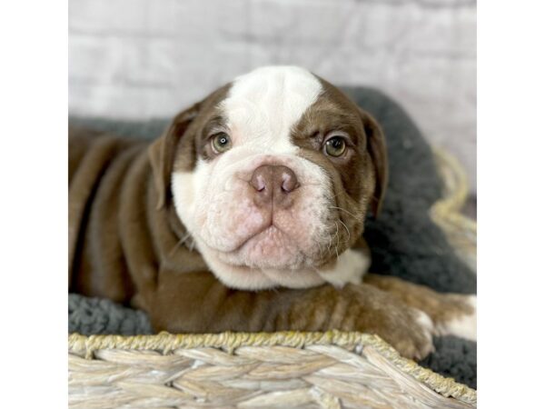 Bulldog DOG Male Chocolate / Tan 15948 Petland Chillicothe, Ohio