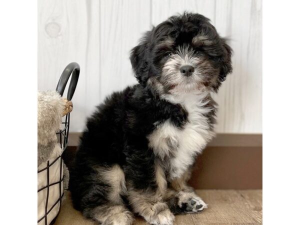 Lachon-DOG-Male-Black Tan / White-15975-Petland Chillicothe, Ohio